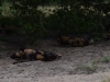 Wild Dogs im Selous