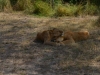 Selous