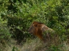 Selous