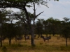 Selous