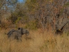 Ruaha Nationalpark