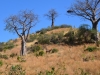 Ruaha Nationalpark
