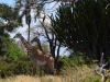 Ruaha Nationalpark