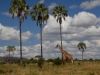 Ruaha Nationalpark
