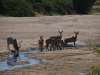 Ruaha Nationalpark