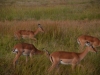 Mikumi Nationalpark