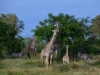 Mikumi Nationalpark