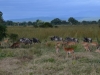 Mikumi Nationalpark