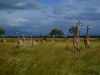 Mikumi Nationalpark