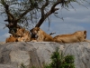 Löwen in der Serengeti