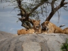 Löwen in der Serengeti