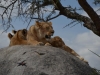 Löwen in der Serengeti