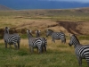 Safari im Krater