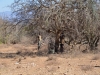 Hadzabe