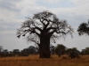 Baobab Tree