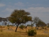 Tarangire