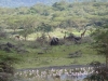 Arusha Nationalpark