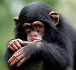 Schimpansen Gombe Nationalpark