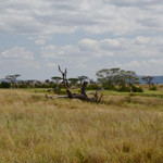 serengeti-small