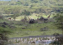 Safari im Arusha Nationalpark Tansania