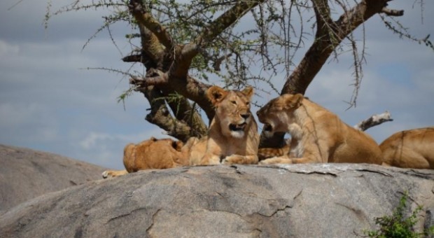 09. und 10. Juni – Serengeti und Kraterhochland